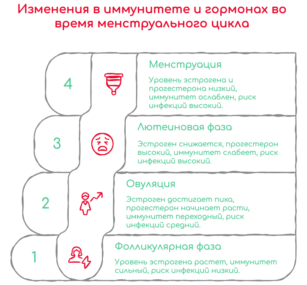 гормональные качели менструального цикла схема